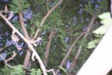 Raccoon